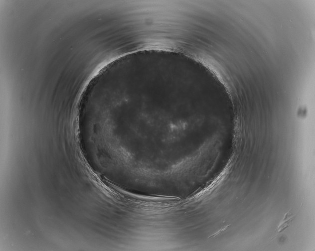 X0000098230923200804241337