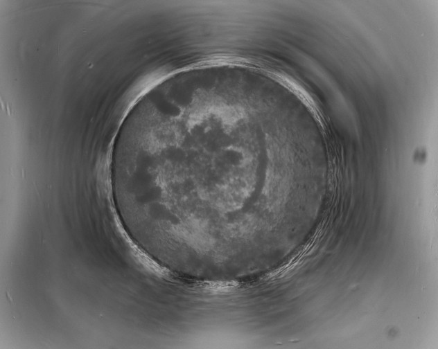 X0000098231055200804241336