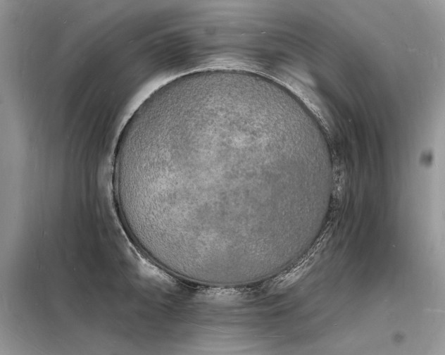 X0000098231094200804241335