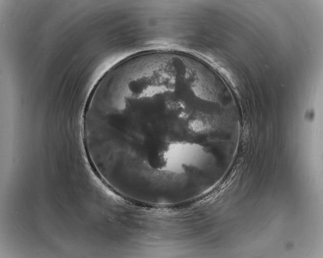 X0000098231239200804241333