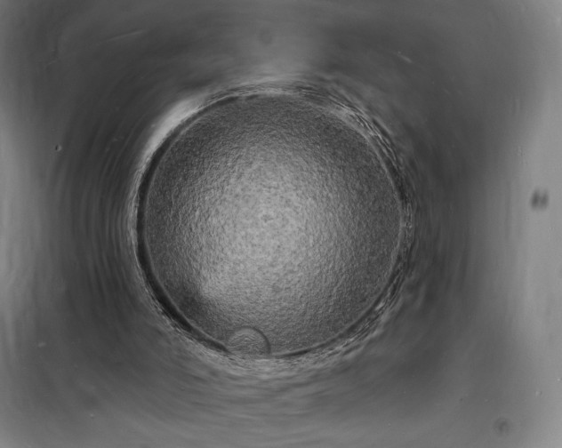 X0000098230006200805011309
