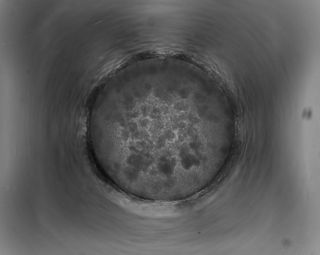 X0000098230032200805011308