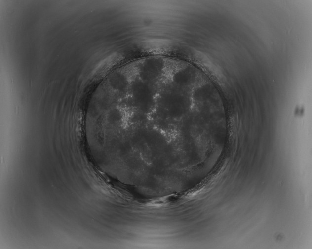 X0000098230073200805011308