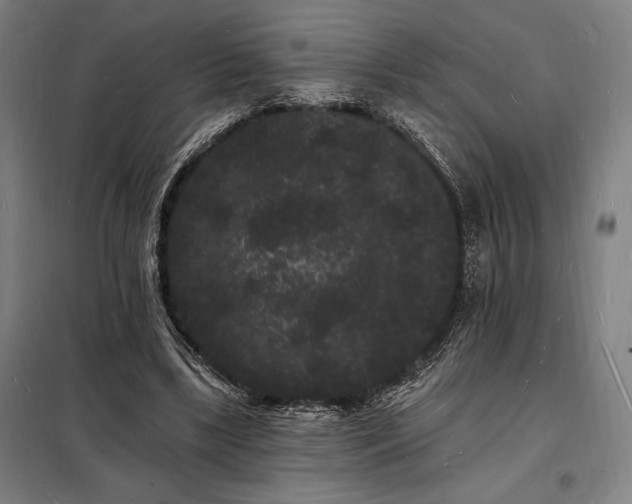 X0000098230443200805011301