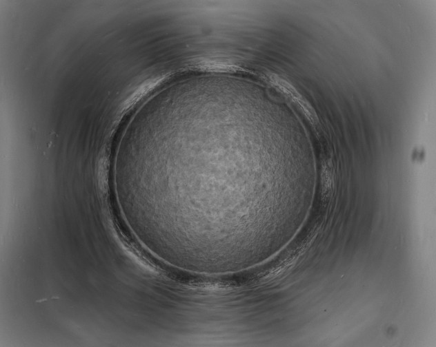 X0000098230533200805011300