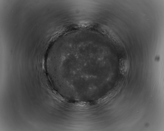 X0000098230563200805011300