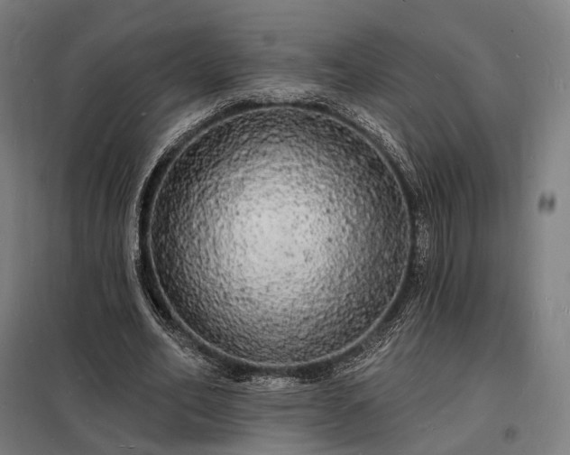 X0000098230582200805011259
