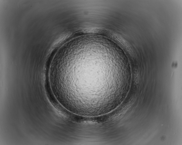 X0000098230586200805011259