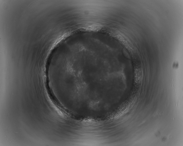 X0000098230634200805011258