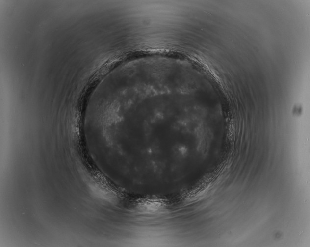X0000098230643200805011258