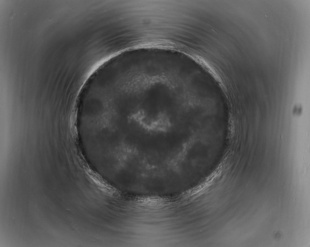 X0000098230830200805011255