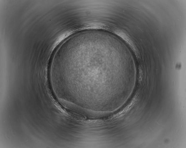 X0000098230834200805011255