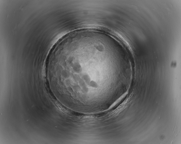 X0000098230883200805011255
