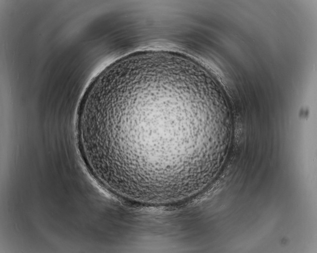 X0000098230990200805011253