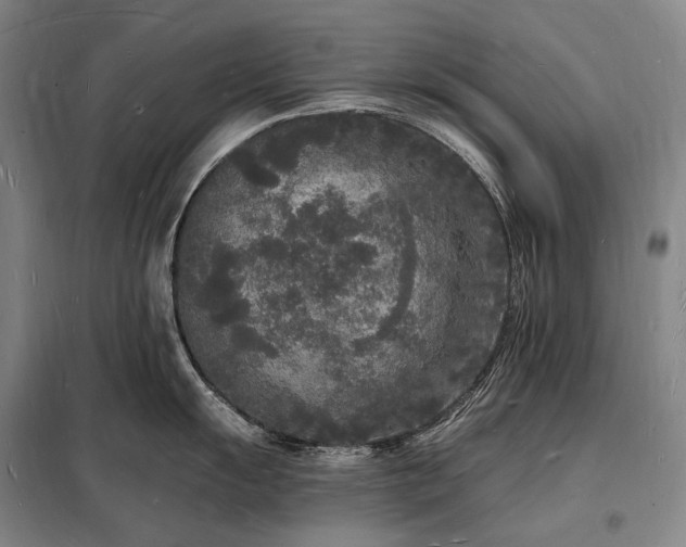 X0000098231055200805011253