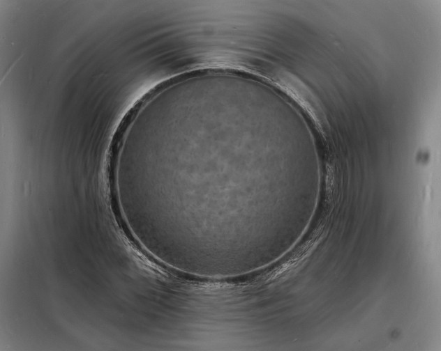 X0000098231068200805011252