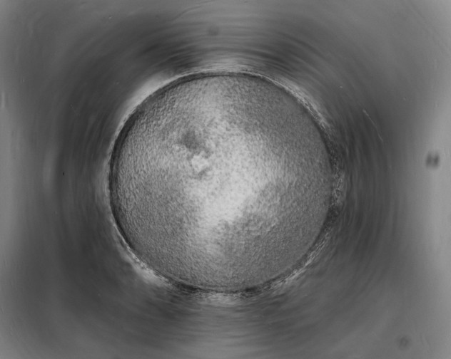 X0000098231086200805011252