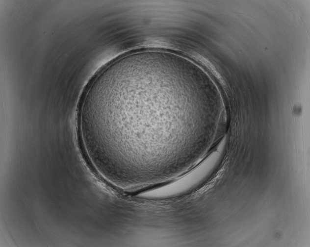 X0000098231133200805011251