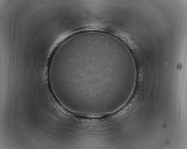 X0000098231164200805011251