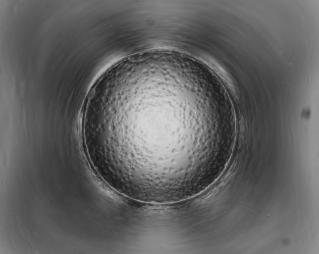 X0000098231198200805011250