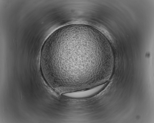 X0000098231228200805011250