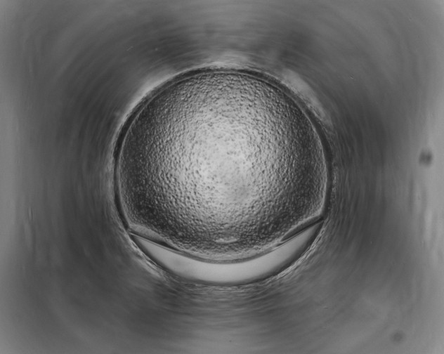 X0000098231232200805011250