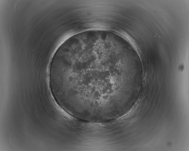 X0000098231243200805011250