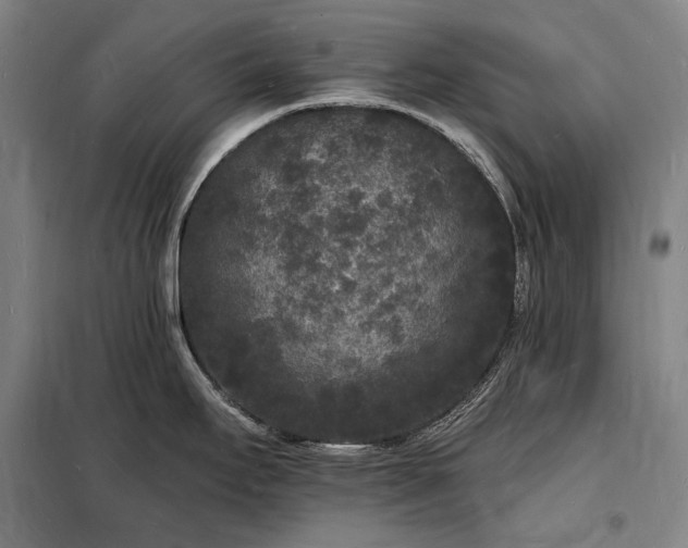 X0000098231295200805011249