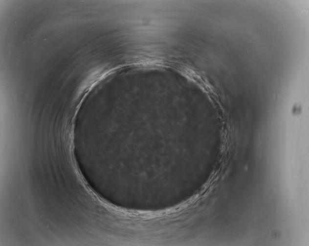 X0000098230002200805081233