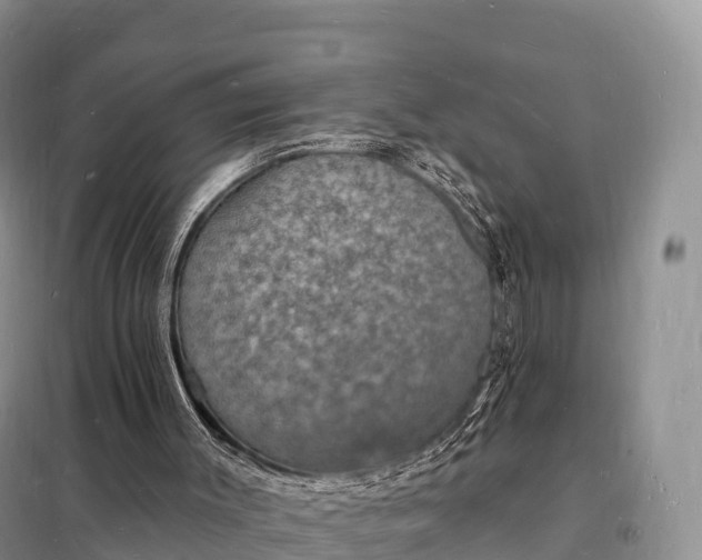 X0000098230003200805081233