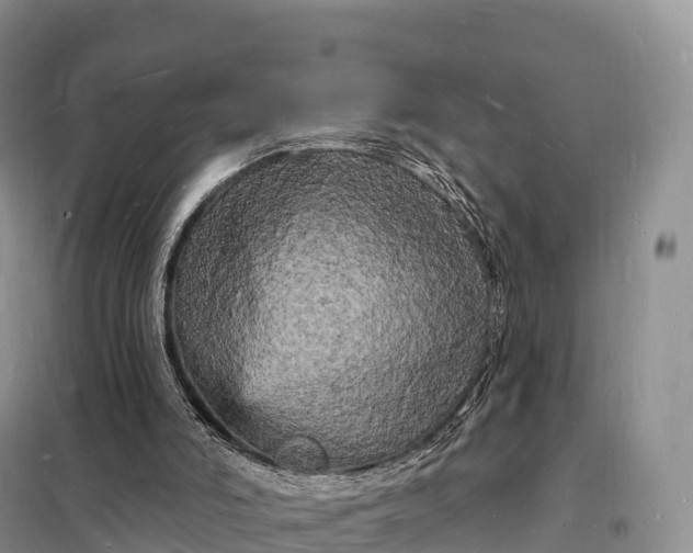 X0000098230006200805081233