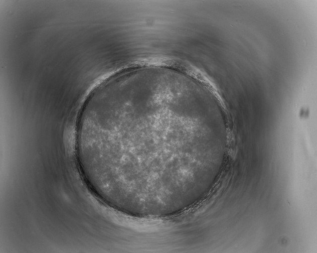 X0000098230012200805081233