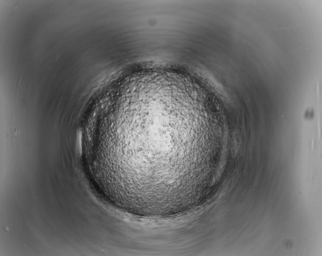 X0000098230022200805081233