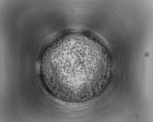 X0000098230026200805081232