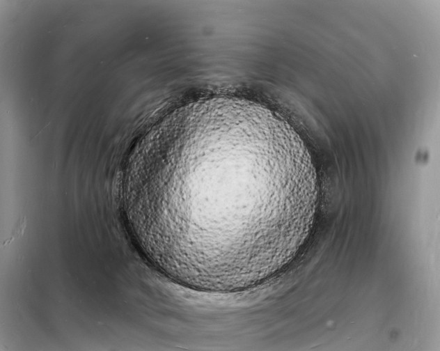 X0000098230034200805081232