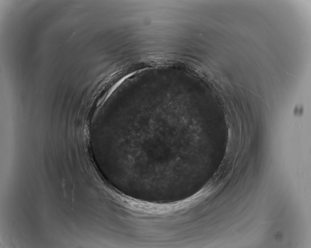 X0000098230048200805081232