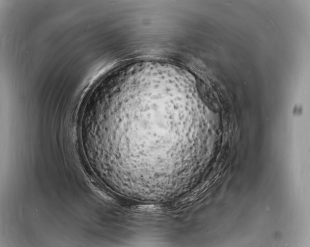 X0000098230050200805081232