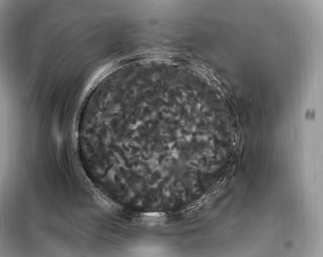 X0000098230053200805081232