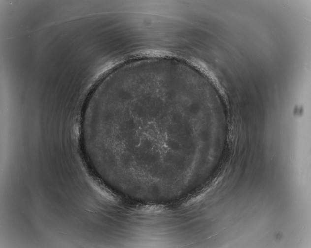 X0000098230063200805081232