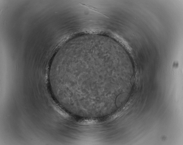 X0000098230065200805081232