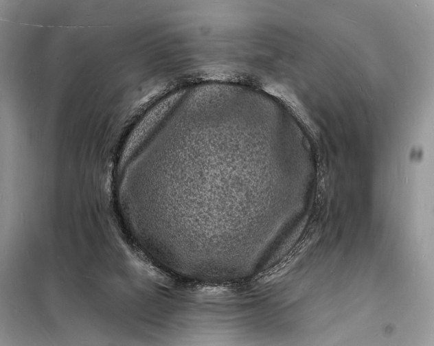 X0000098230066200805081232