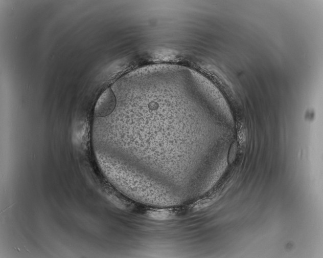 X0000098230079200805081232