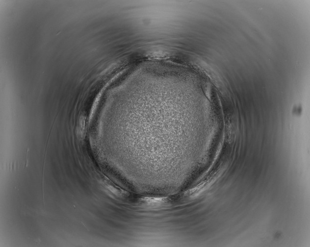 X0000098230093200805081232