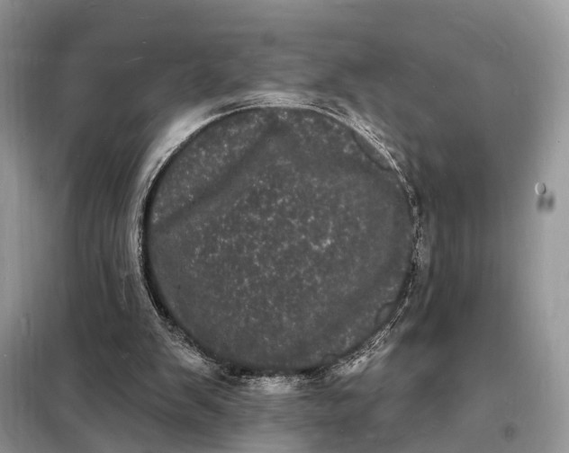 X0000098230103200805081231