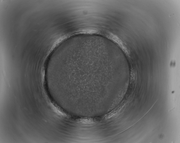 X0000098230110200805081231