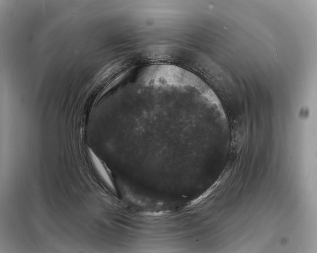 X0000098230124200805081231