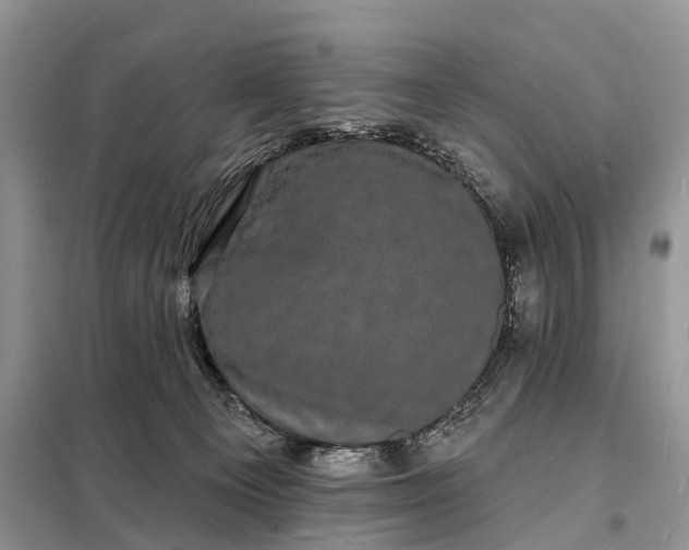 X0000098230129200805081231