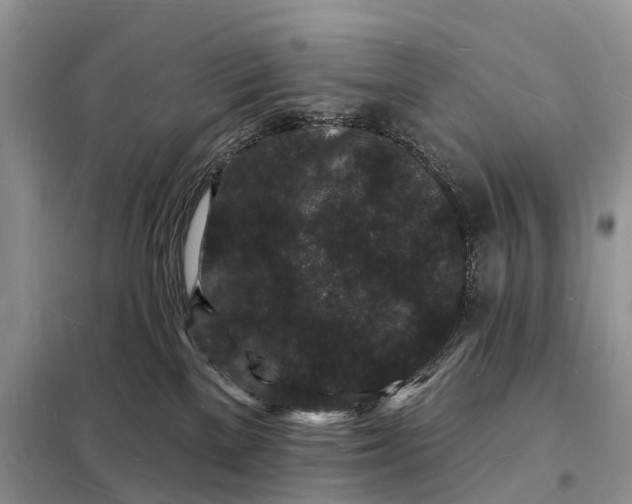 X0000098230137200805081231