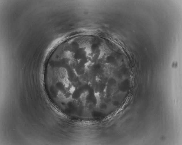 X0000098230149200805081230