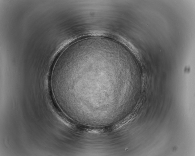 X0000098230155200805081230